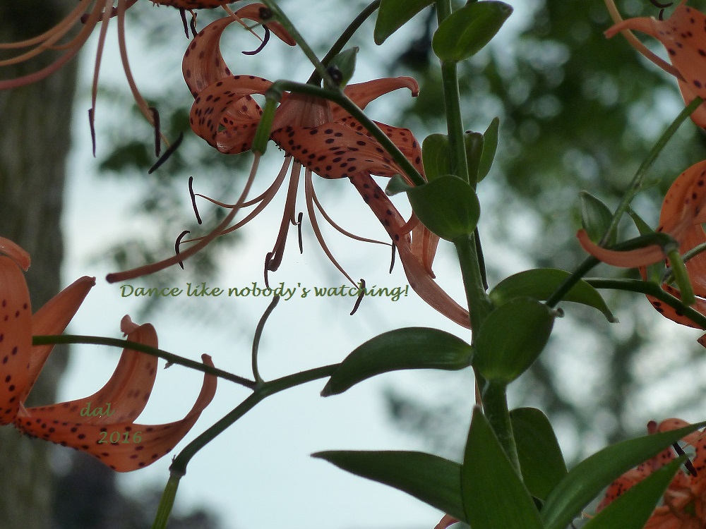 Dance like nobody's watching!