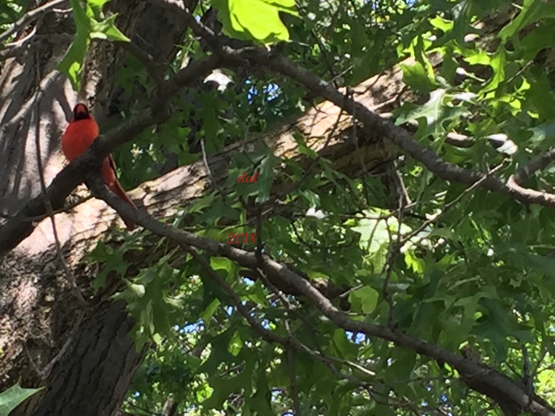 FB Cardinal_6.2018_dal